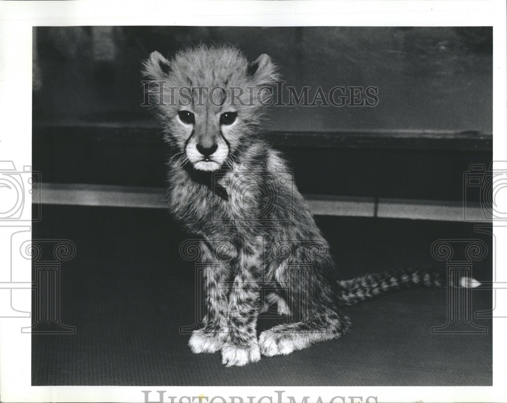 1991 Lincoln Park Zoo Baby Female Chimp - Historic Images