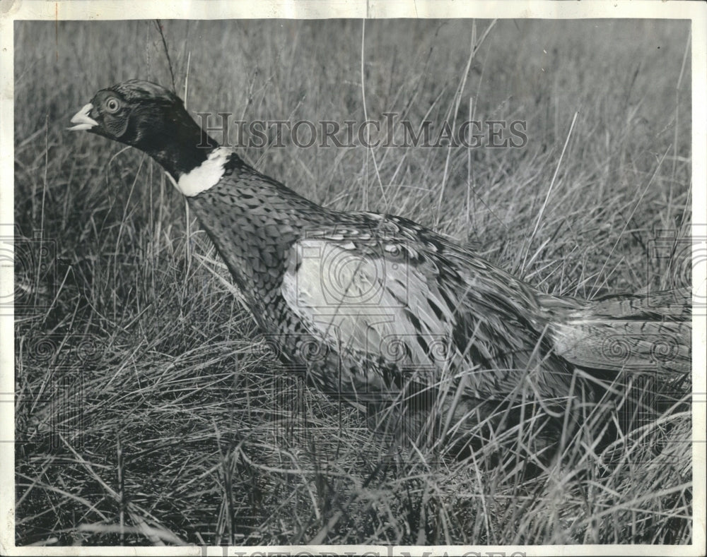 1978 Ringneck Pheasant Illinois Hunting - Historic Images
