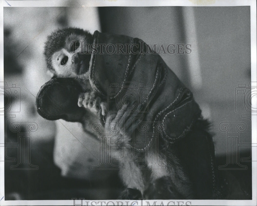 1975 Brookfield Zoo Squirrel Monkey Animal - Historic Images