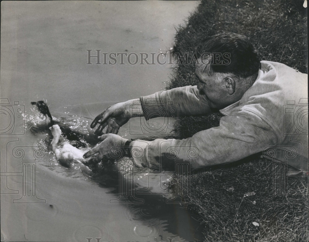 1946 Gardner Busby Teachs Ducks To Swim - Historic Images