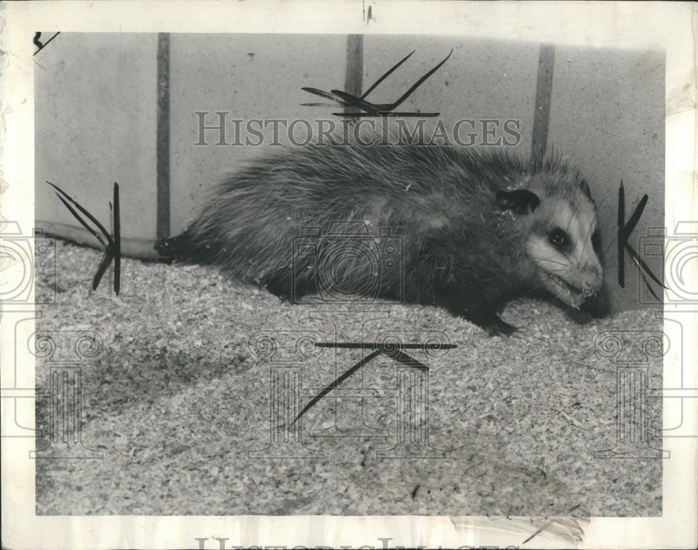 1939 Possum that bit a cop now in captivity at the Dog Pound - Historic Images