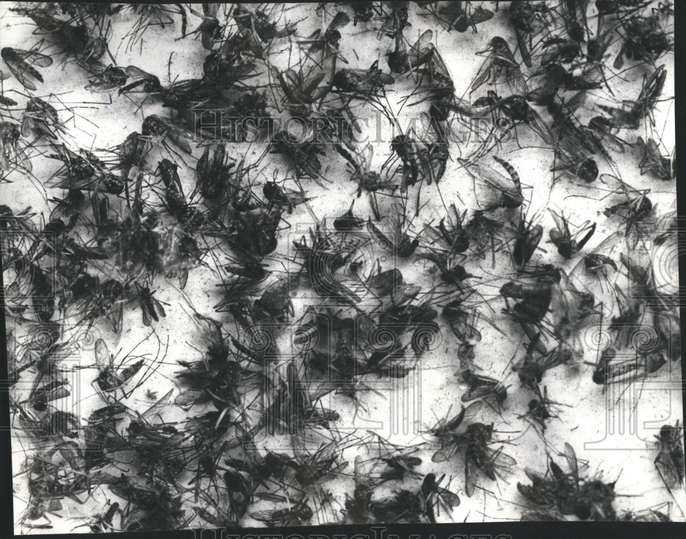 19978 Disease Malaria Mosquito Vital Public - Historic Images