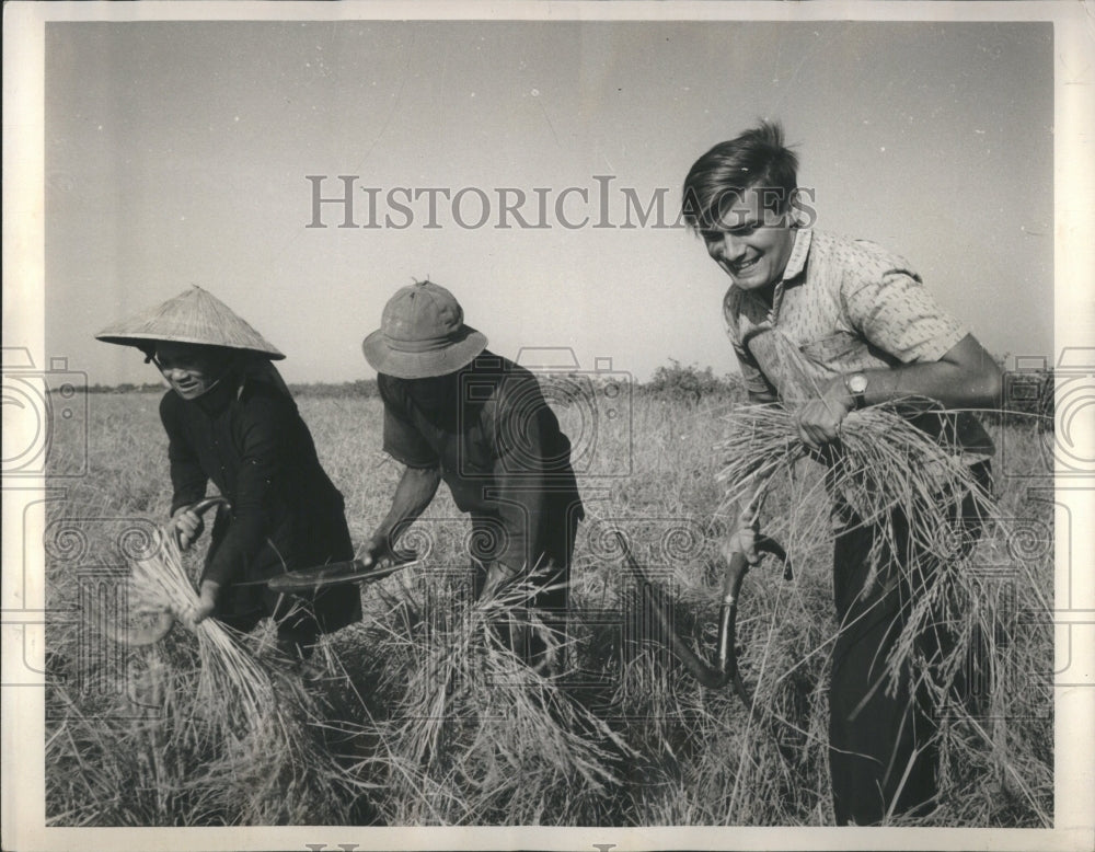 1964 W. Robert Warne People Harvest Rice - Historic Images