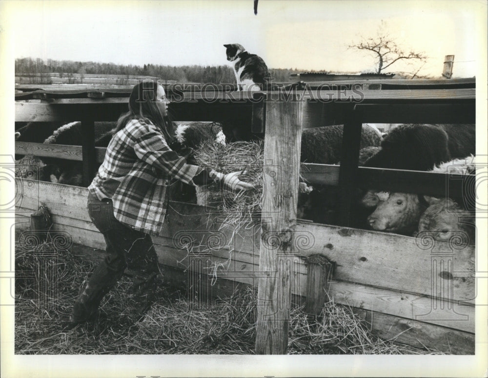 1984 Arlene Shako feeding Hereford Cows - Historic Images