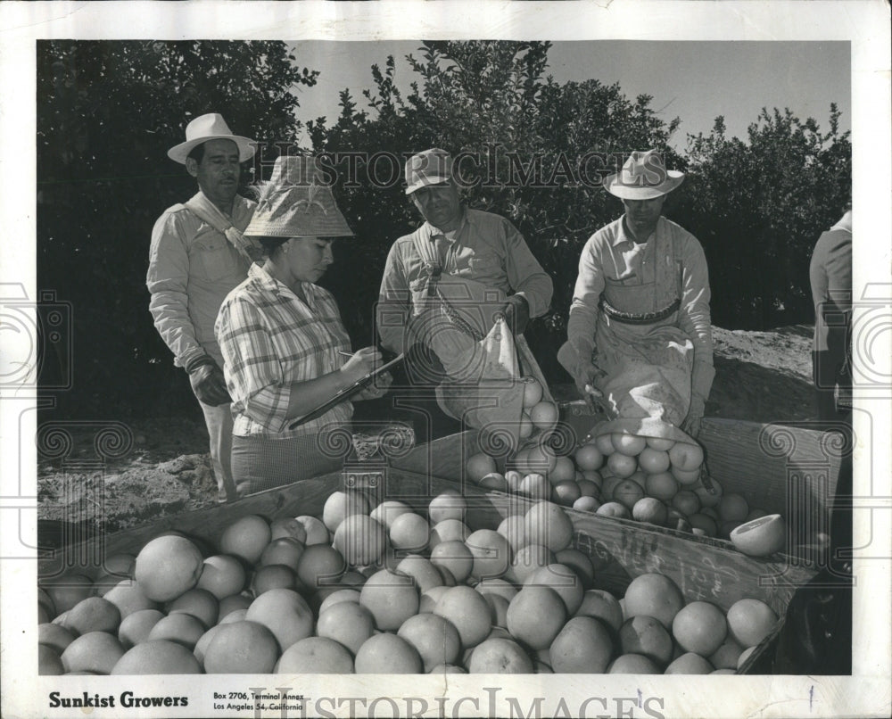 1967 Grapefruit Grandgelo Grove - Historic Images