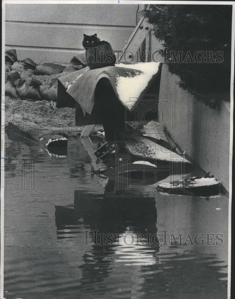 1975 Flooded Suburn North Park Cat Survived - Historic Images