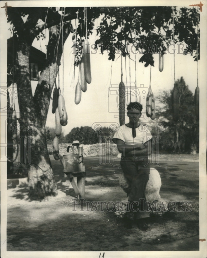 1945 Sausage Tree Only One In America - Historic Images