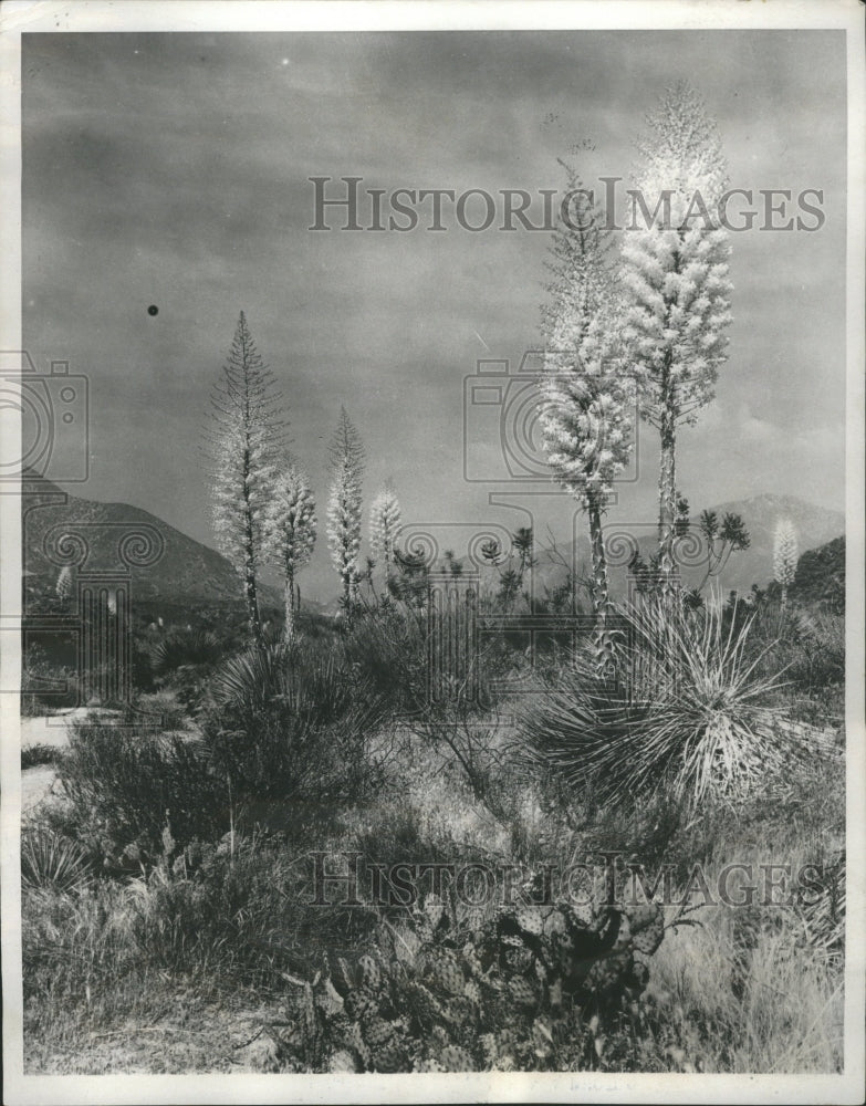1931 Yucca Plant - Historic Images