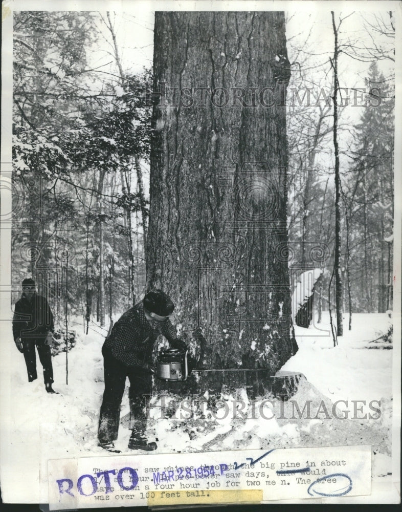 1954 Power saw being used to cut old Pine - Historic Images