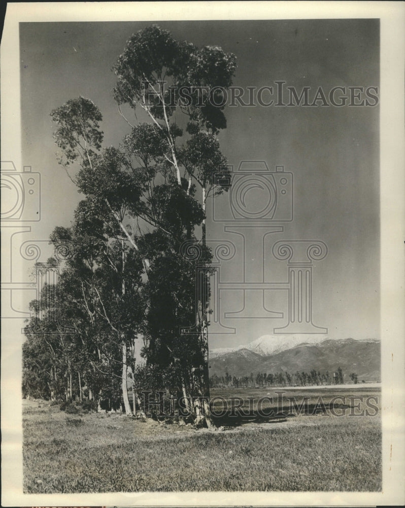 1928 Eucalyptus Trees Turn Their Backs  - Historic Images