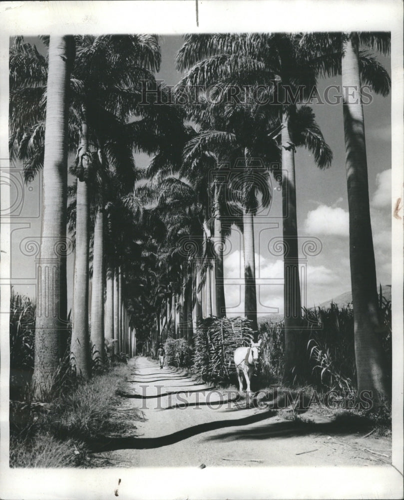 1940 Palmed shaded road near lake Valencia - Historic Images