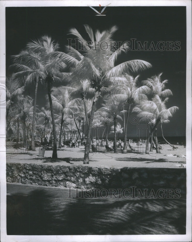 1954 Press Photo Palm Trees by the beach. - Historic Images