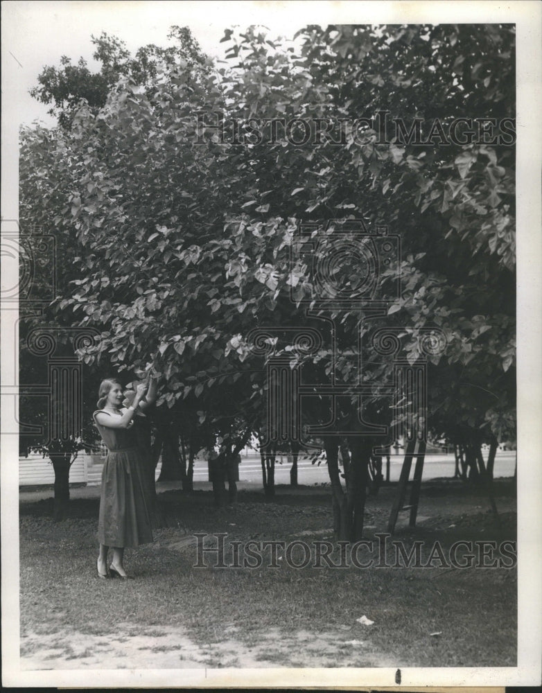 1942 Mulberry Tree Picking Woman Harvest - Historic Images