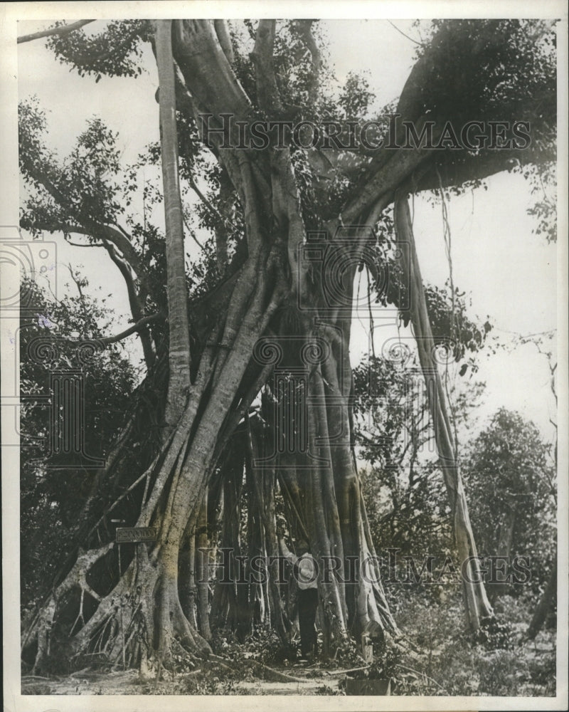 1927 Press Photo Florida&#39;s famous Banyan Tree. - Historic Images
