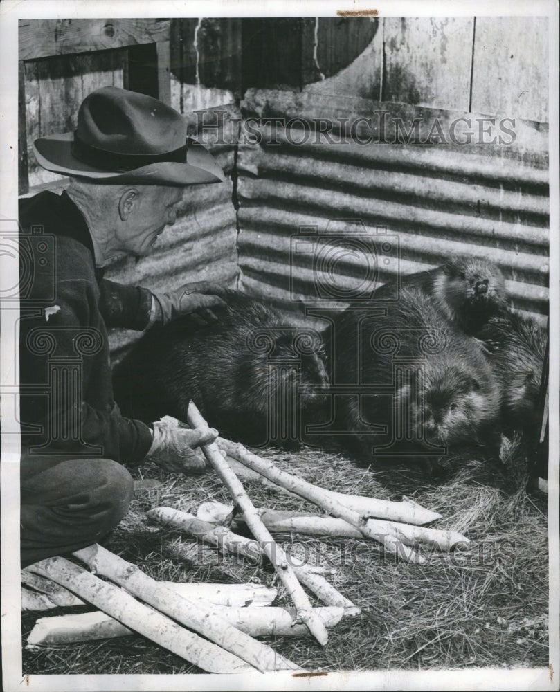 1947 George Fowlie Zoo Warden Beavers - Historic Images