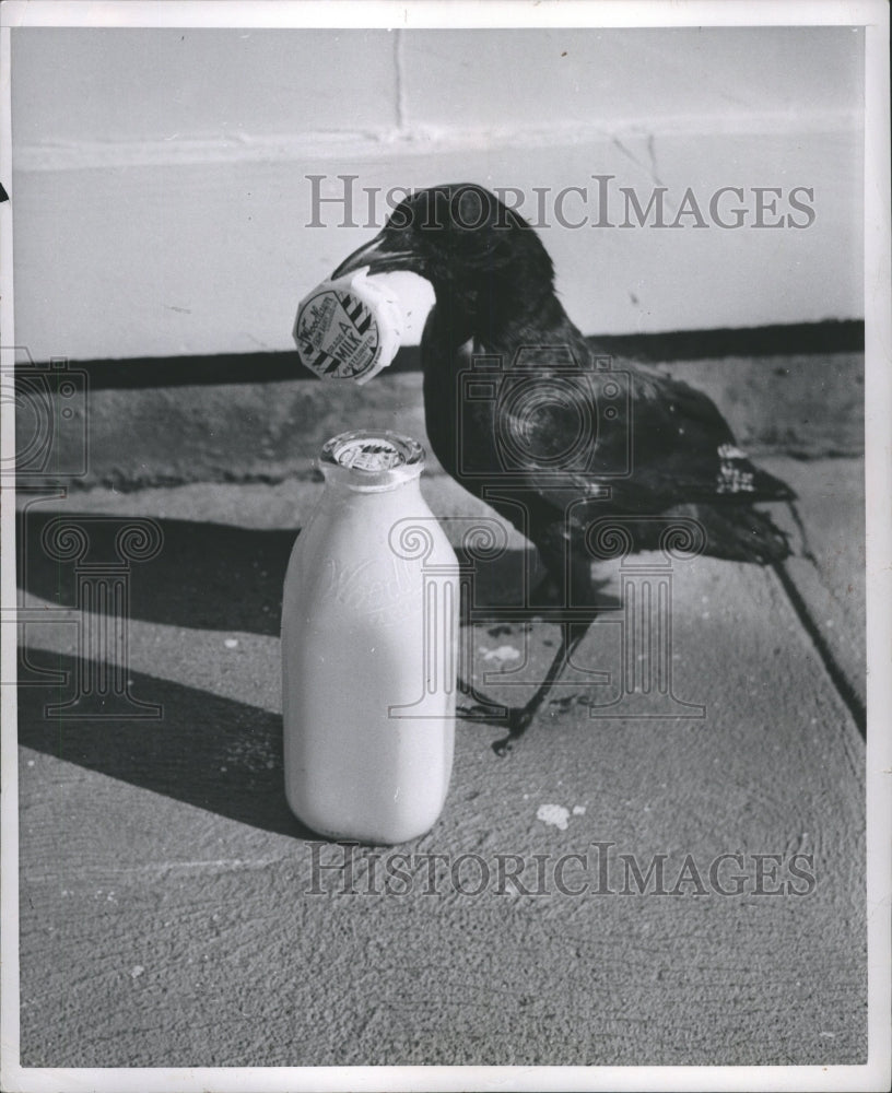 1952 Milk Bottle Crow Road Bird - Historic Images