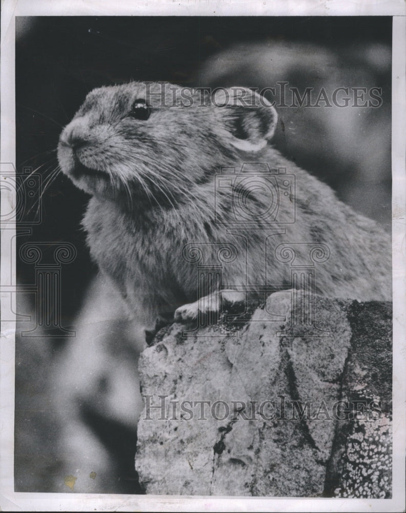 1953 A rodent on a rock. - Historic Images