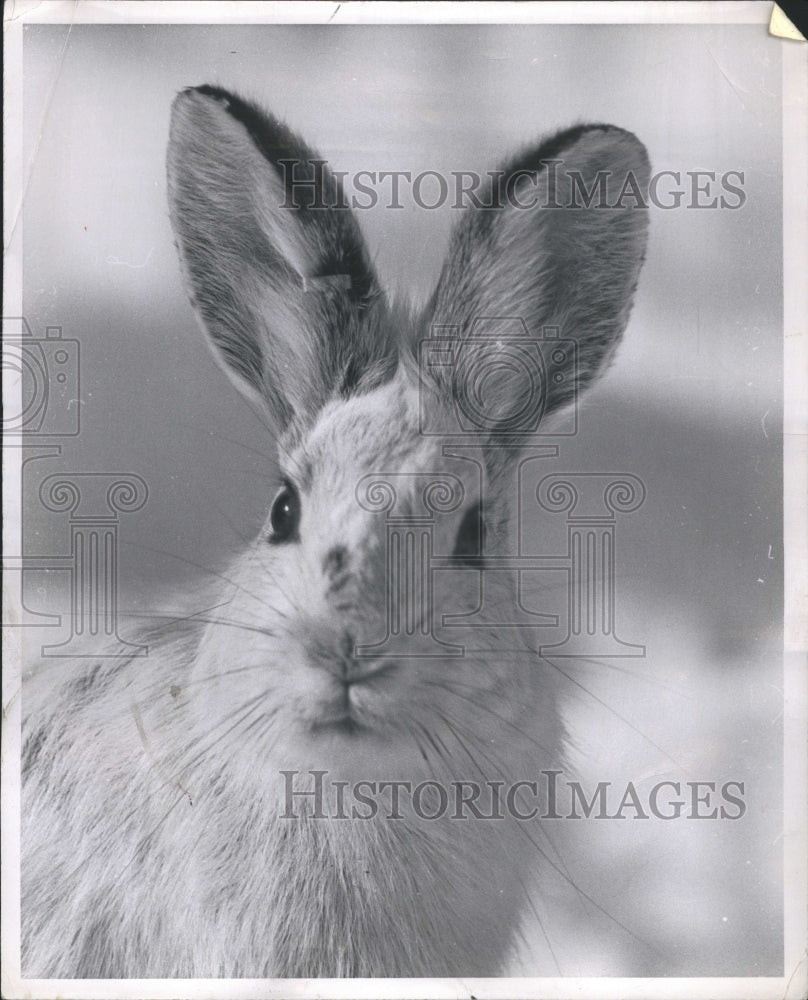 1958 Rabbit - Historic Images