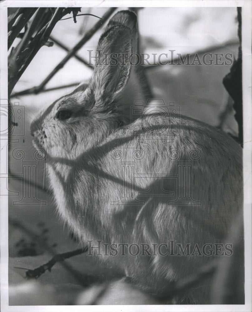 1959 Rabbit Tree Snowshoe Winter  - Historic Images