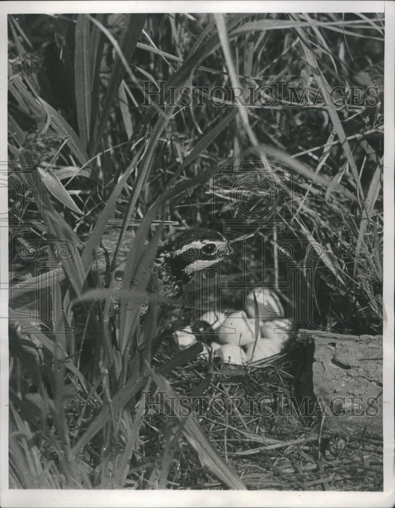 1940 Bird Bob White Nest Grass Shell - Historic Images