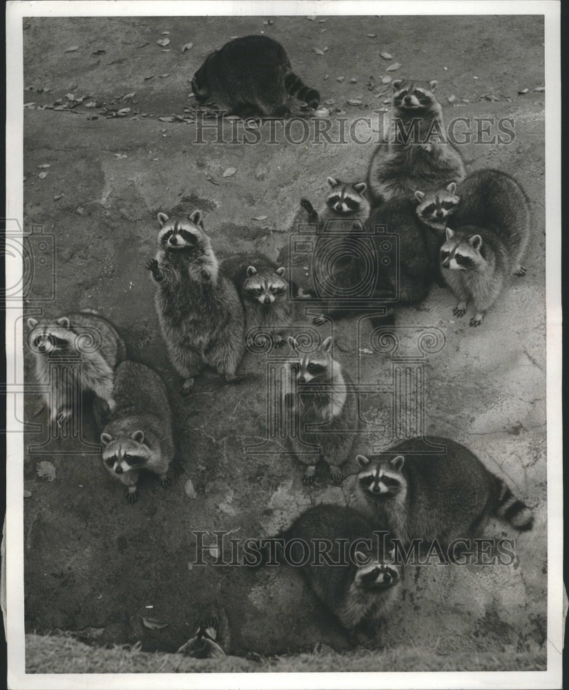 1957 Raccons Animals Group Farest Ground - Historic Images