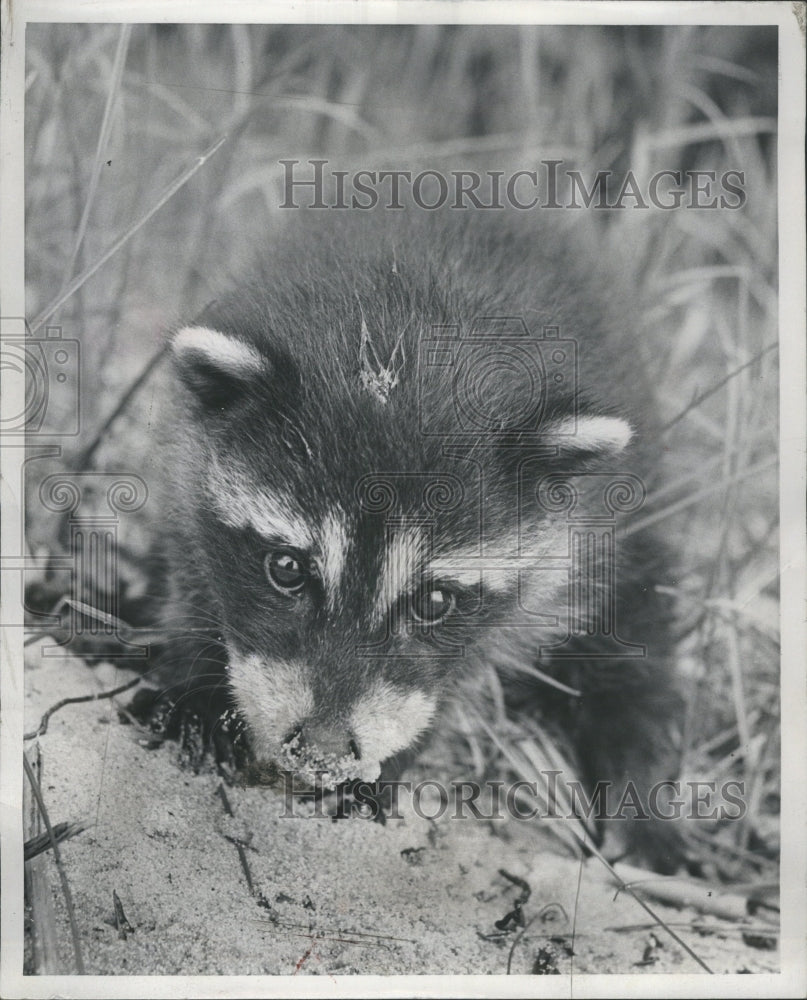 1955 Young Raccoon Animal Forest Field - Historic Images