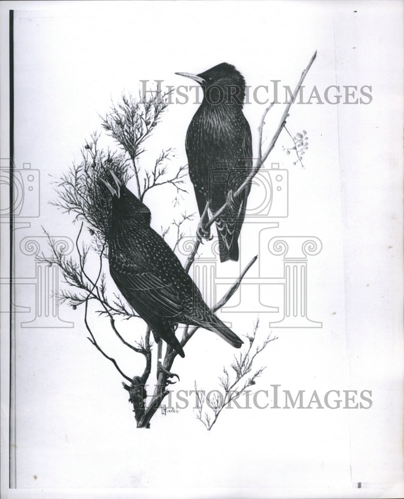 1959 Birds Tall Tree Branch Forest - Historic Images