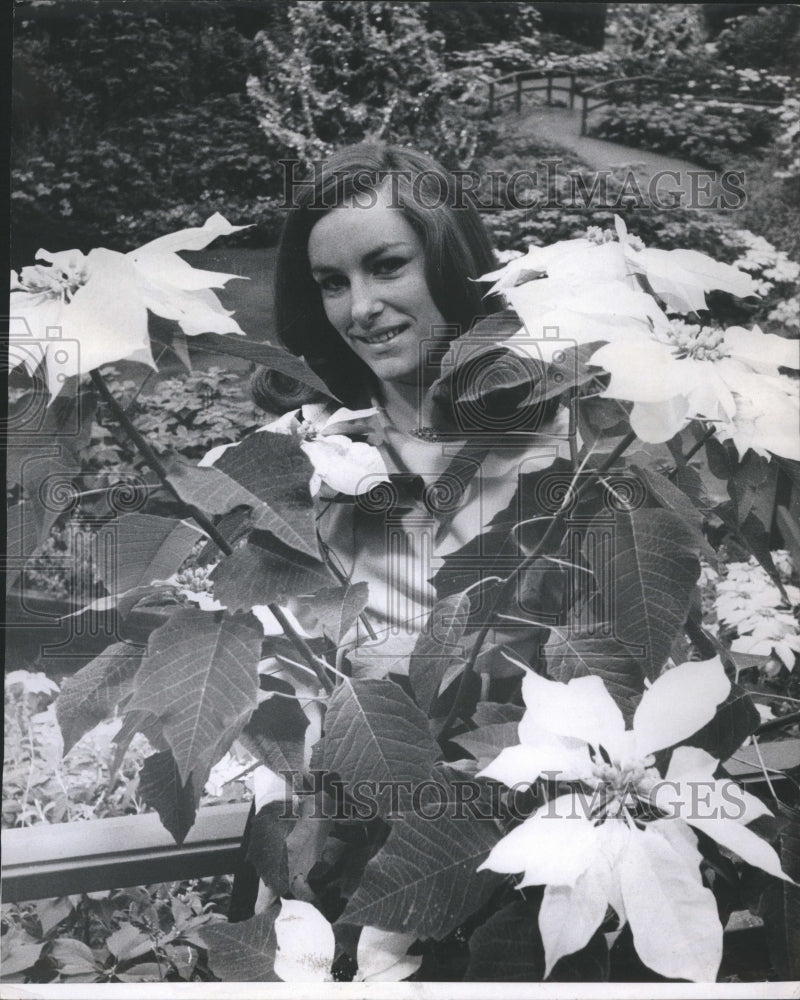 1968 Poinsettias Flowers - Historic Images