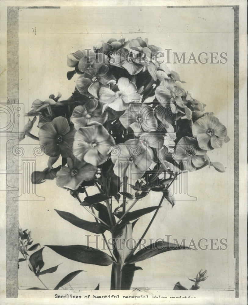 1957 Flowers Phlox Varieties Gardeners Seed - Historic Images
