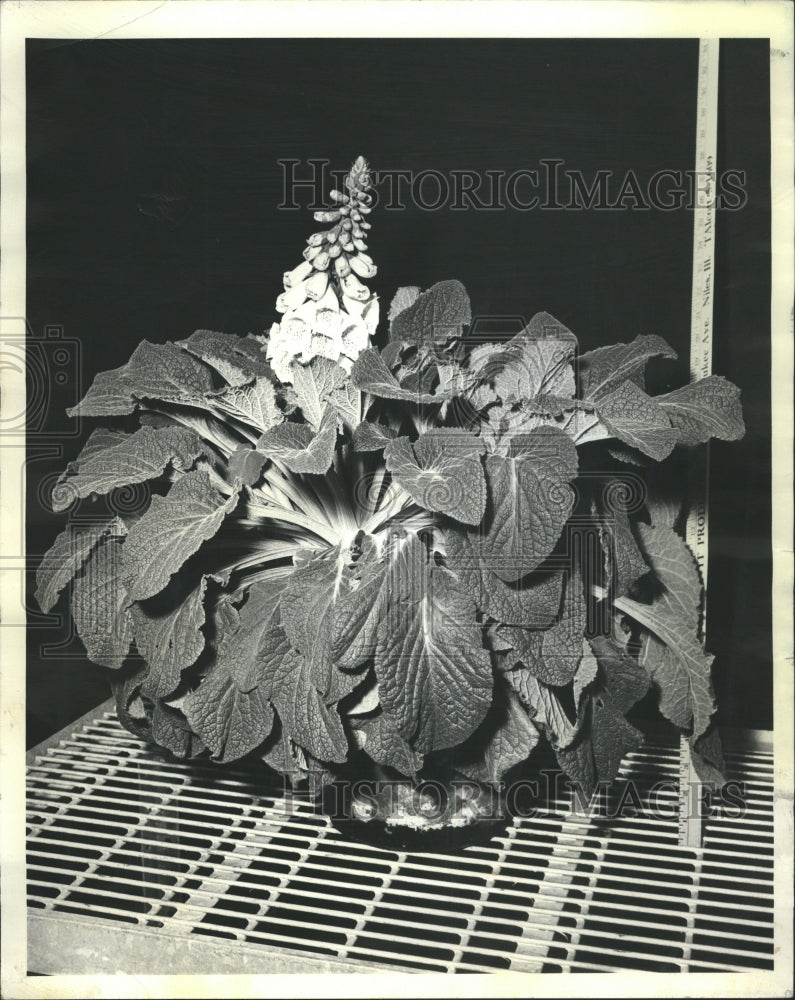 1965 Digitalis Flowers &amp; Plants - Historic Images