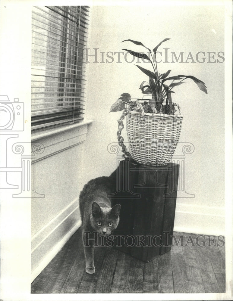 1977 Flowers &amp; Plants - Historic Images