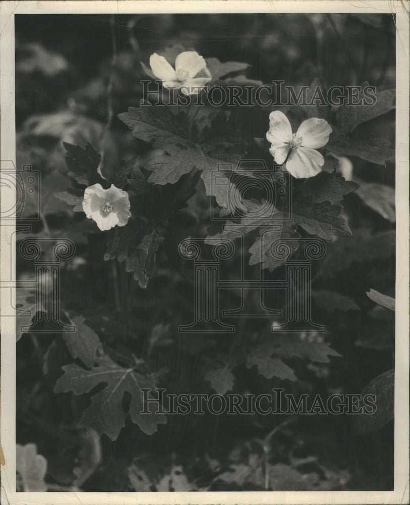 1970 USTurkey Dollar Flowers French - Historic Images