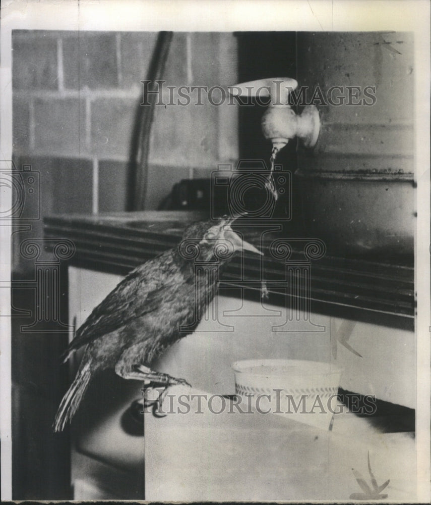 1955 Baby Blackbird - Historic Images