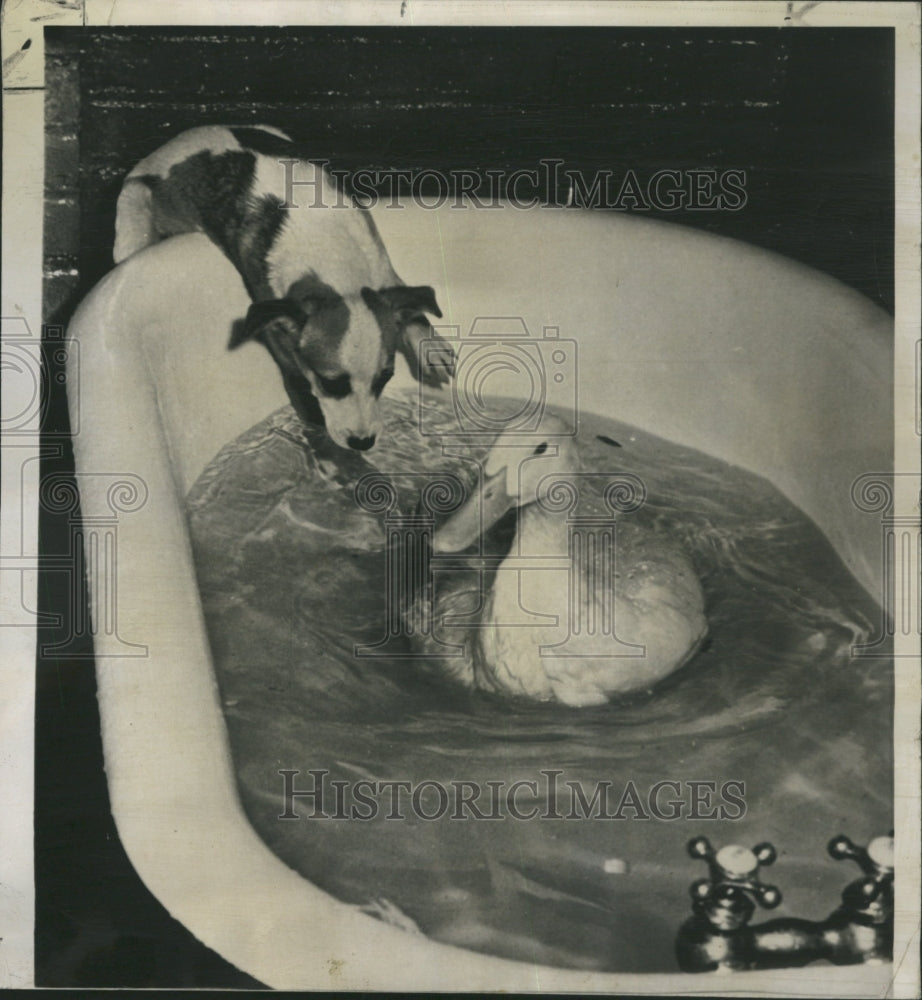 1950 Pet Animals Duck - Historic Images