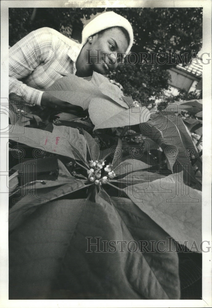 1979 Poinsettia - Historic Images