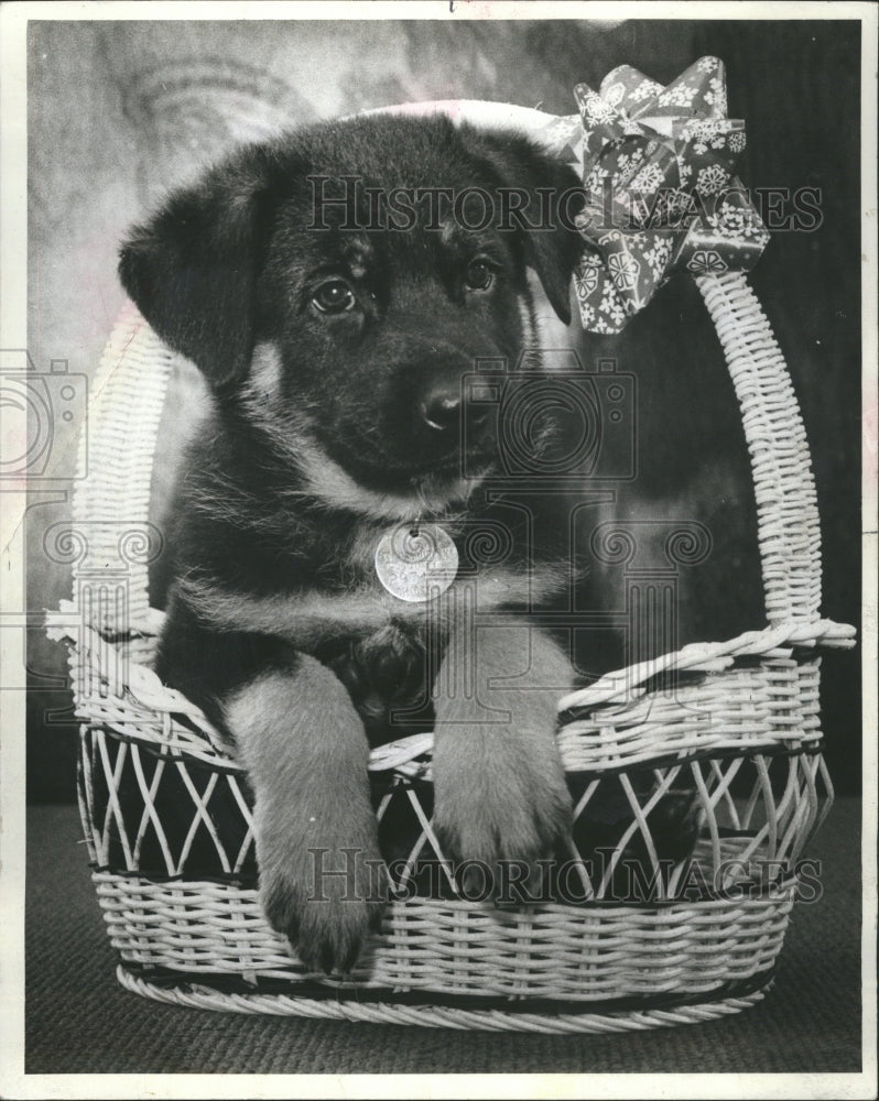 1982 A dog in a basket ready for adoption. - Historic Images