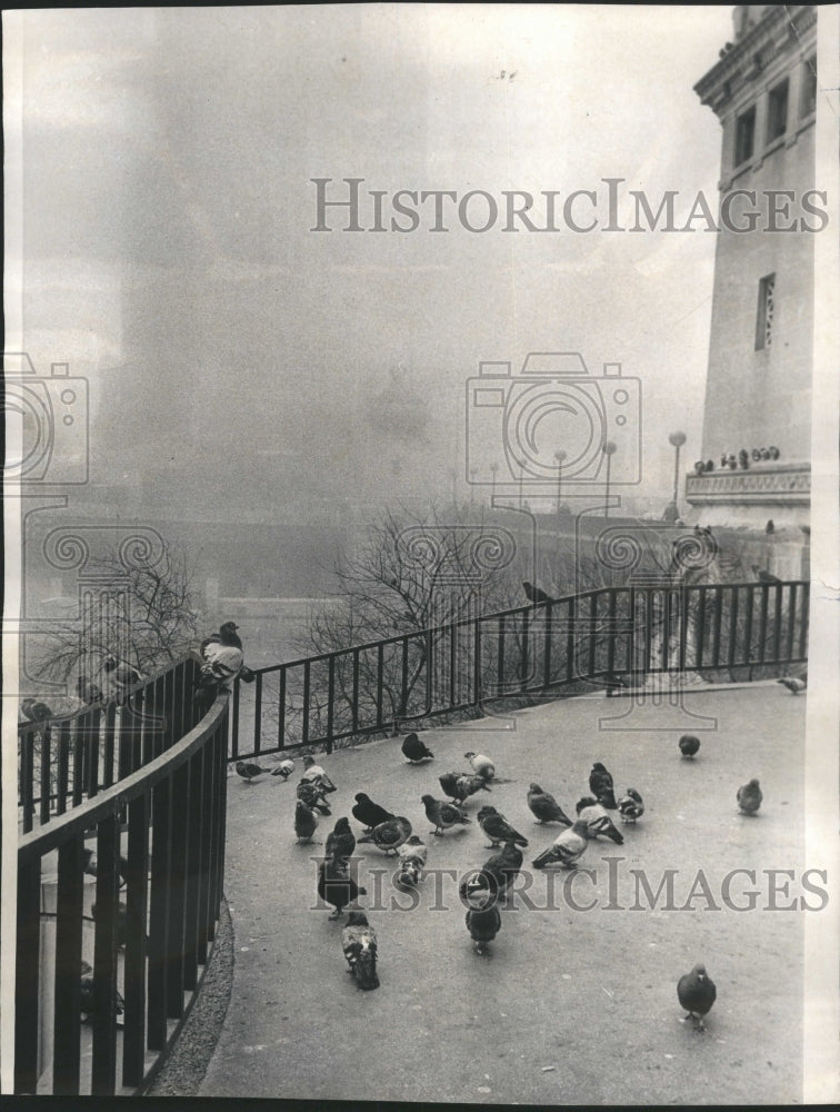 1973 Pigeon waiting for the fog to clear - Historic Images