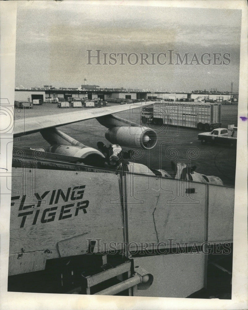 1976 Cows flying Tiger Airlines. - Historic Images