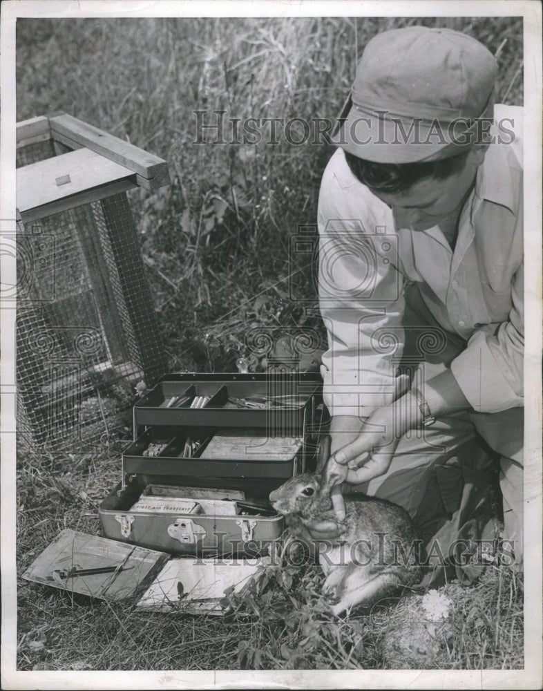 1952 Rabbit Numbered Ear Tagging - Historic Images