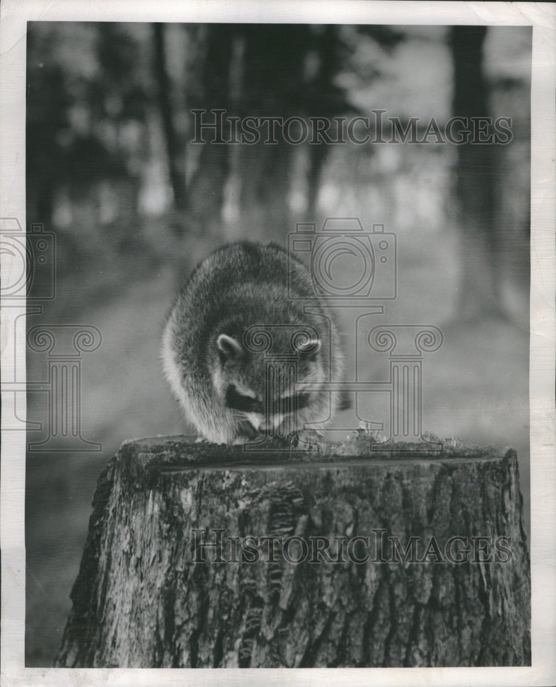 1950 Raccoon Animal Tree Stump - Historic Images