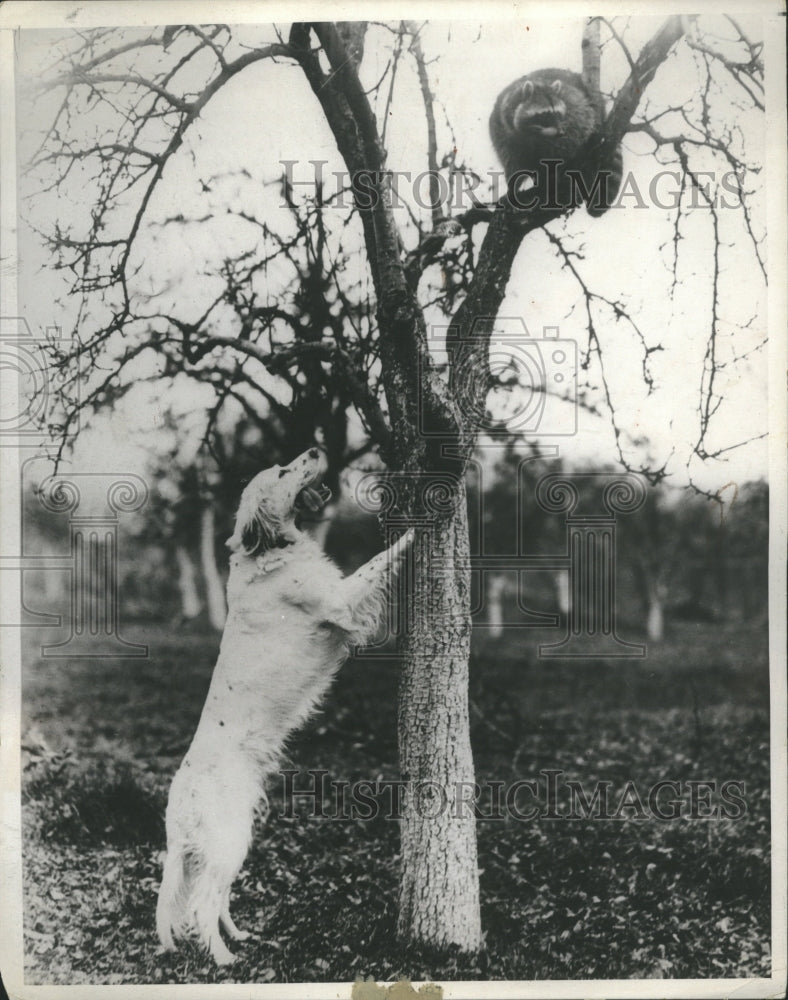 1996 Press Photo Dog Raccoon Tree Grass Animals - Historic Images