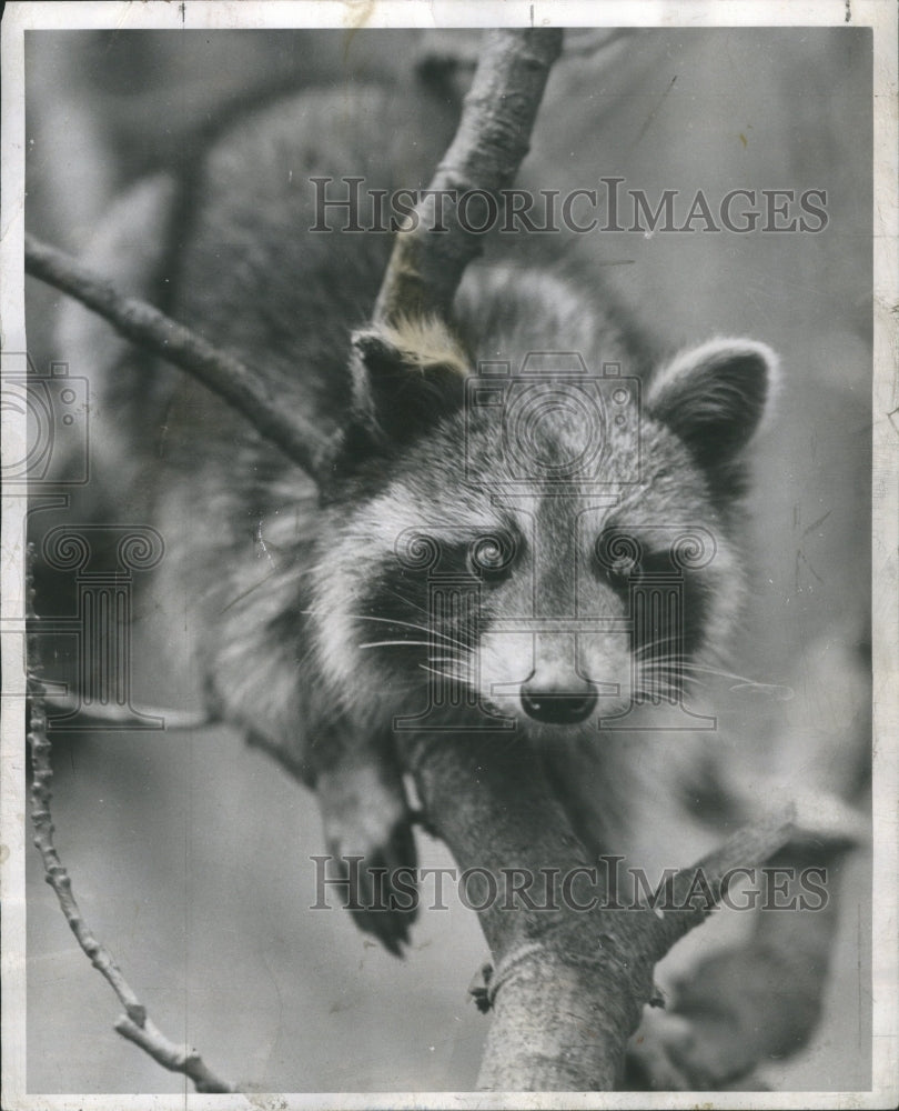 1958 Raccoon Tree Hanging - Historic Images