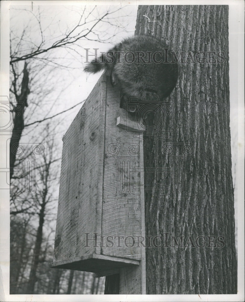 1949 Raccoons - Animals - Historic Images