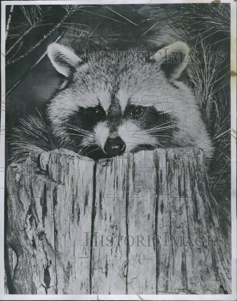 1960 Raccoons - Animals - Historic Images