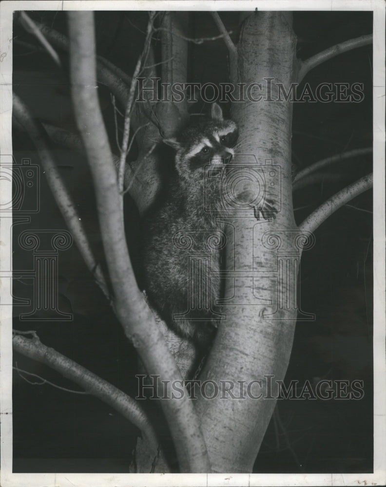 1939 Raccoon Scared Tree By Bulldog - Historic Images