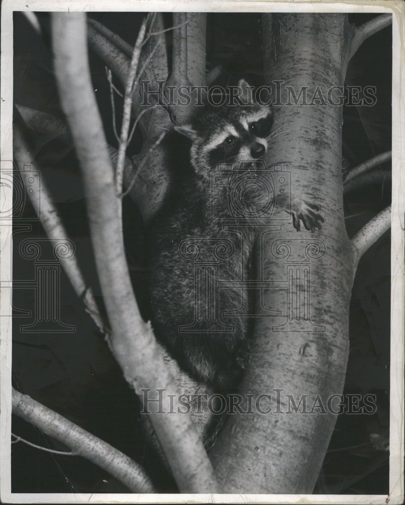 1937 Racoon Holding On Tree Sitting Branch - Historic Images