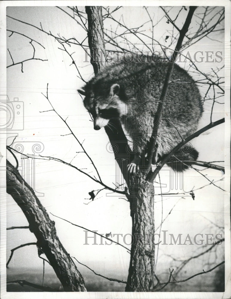 1940 Raccoons - Animals - Historic Images