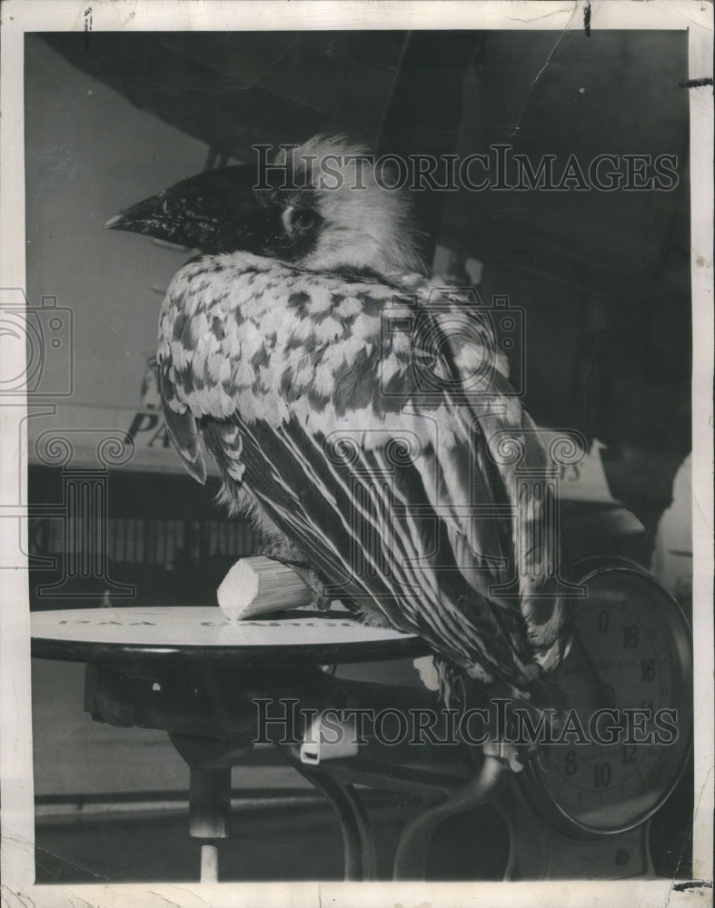 1948 Philippine Hornbill Manila Transport - Historic Images