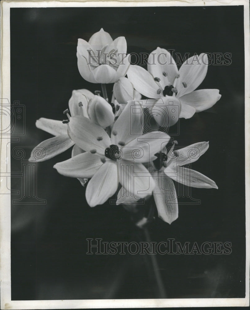 1937 Star Of Bethlehem Press Photo - Historic Images
