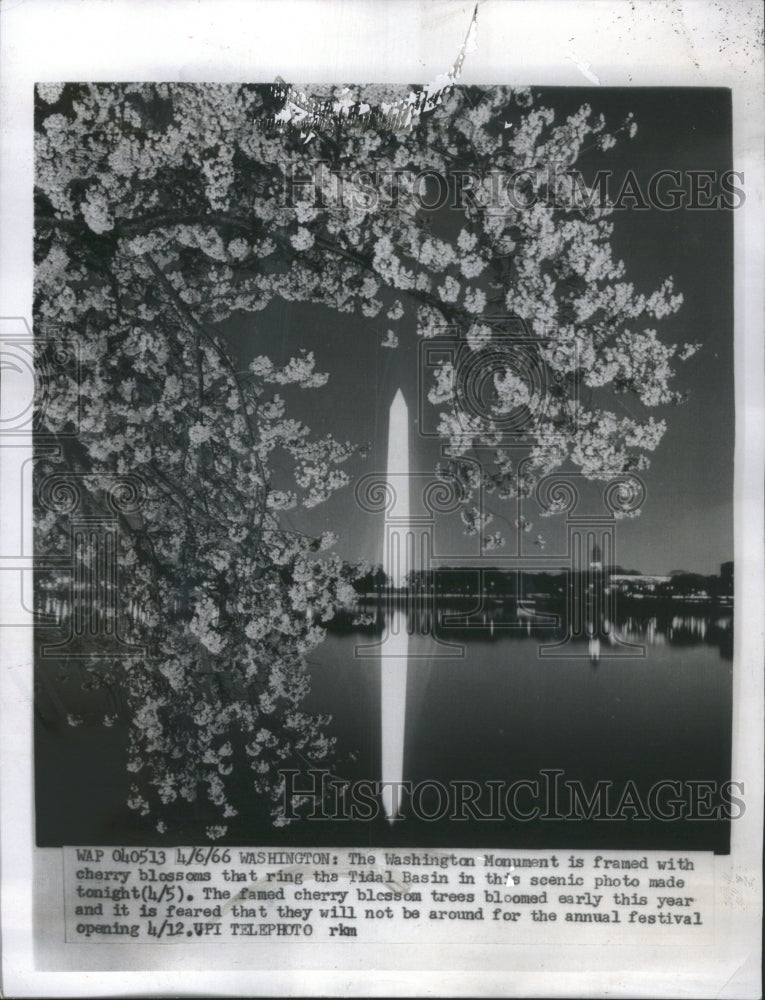 1966 Washington Monument Cherry Blossoms - Historic Images